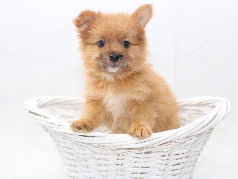 Yoranian-DOG-Male-Red-2427910-My Next Puppy