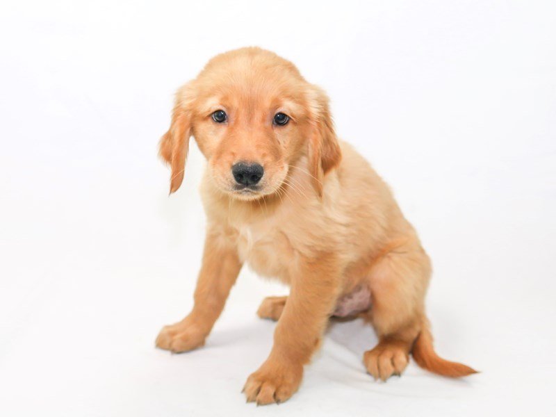 Golden Retriever-DOG-Male-Dark Golden-2434124-My Next Puppy