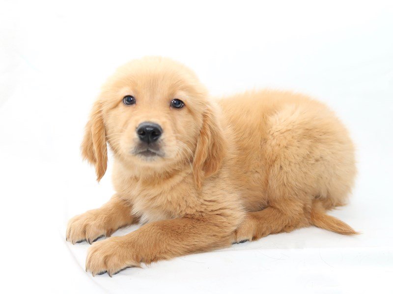 Golden Retriever-DOG-Male-Dark Golden-2434127-My Next Puppy