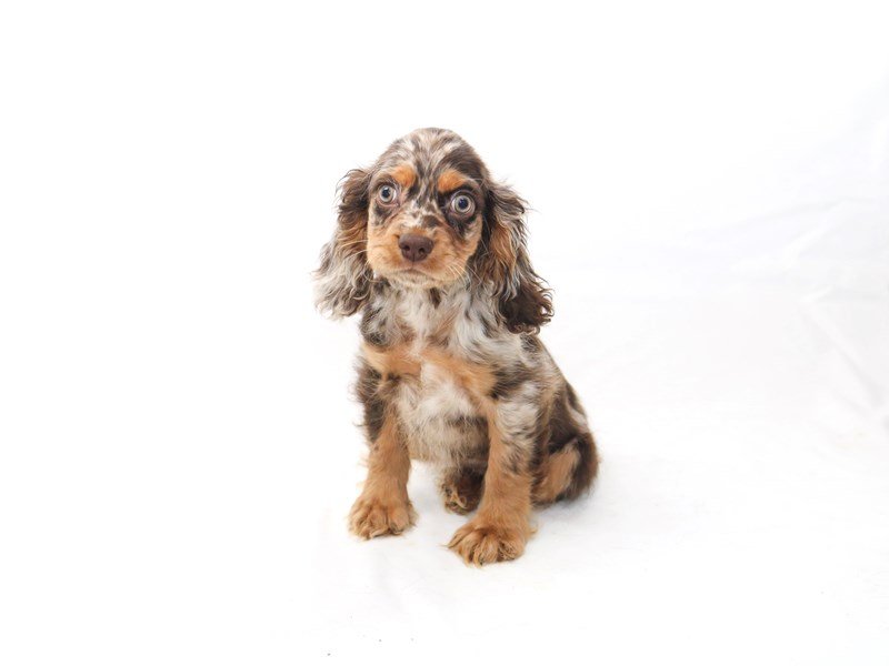 Cocker Spaniel-DOG-Female-Brown / Tan-2409615-My Next Puppy