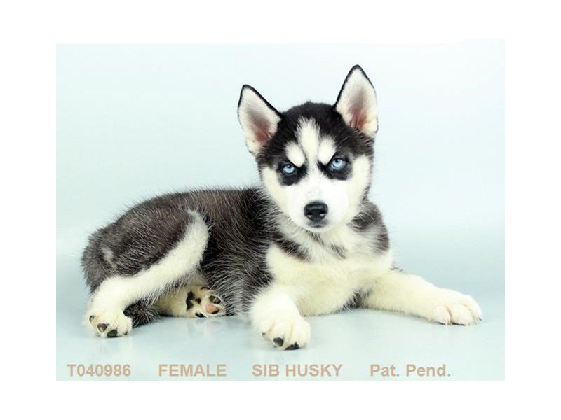 Siberian Husky-DOG-Female-BLK & WH-2396962-My Next Puppy