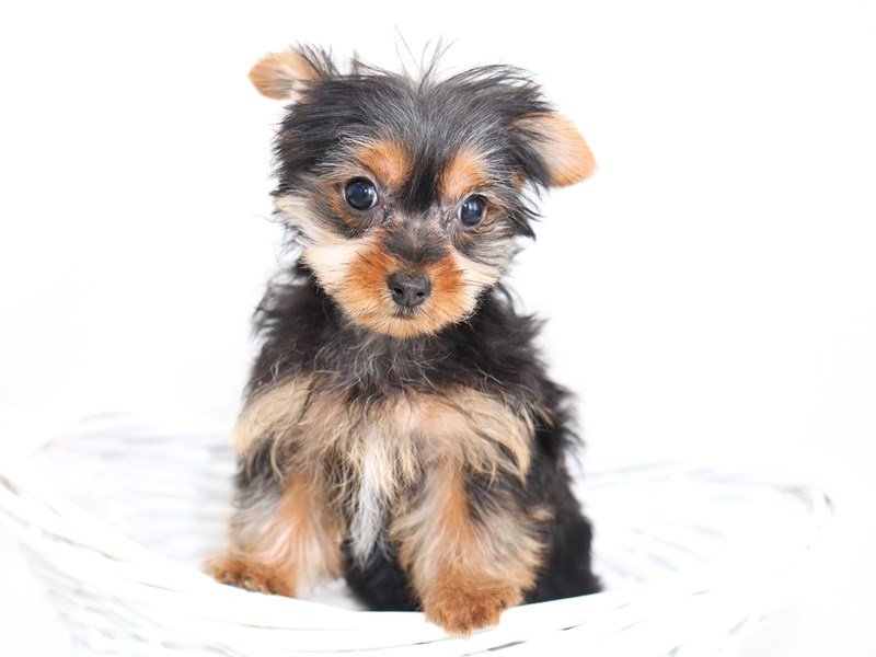 Yorkshire Terrier-DOG-Female-Black / Tan-2415734-My Next Puppy