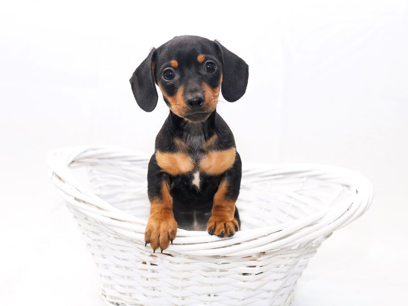 Miniature Dachshund-DOG-Male-Wild Boar-2427794-My Next Puppy