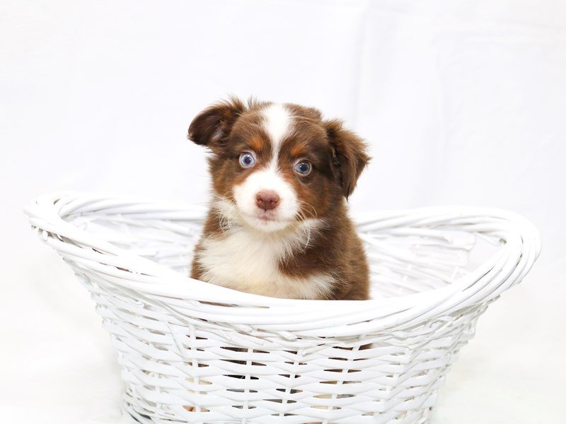 Miniature Australian Shepherd-DOG-Male-Red-2440800-My Next Puppy