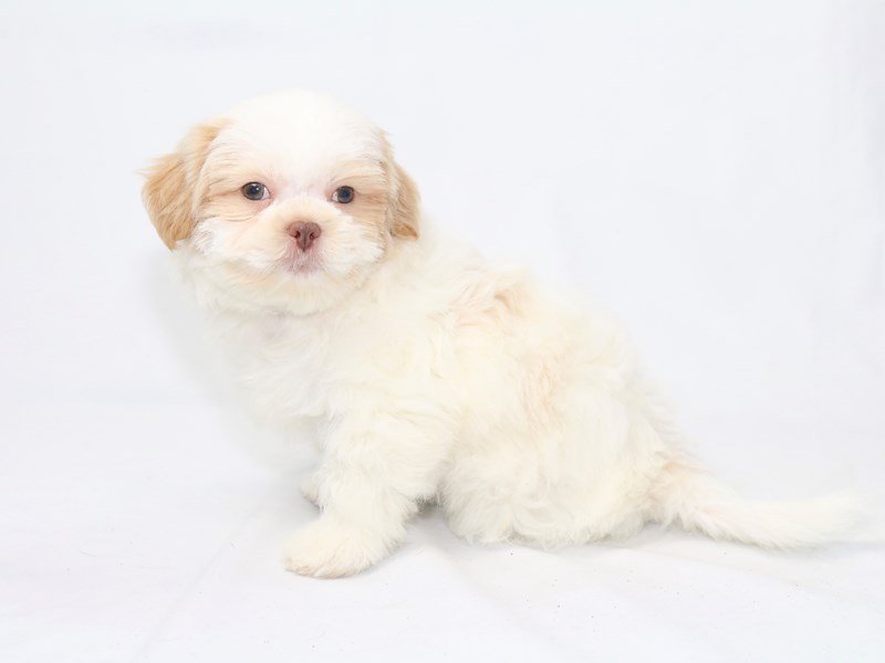 Shih Tzu-DOG-Male-white and cream-2447754-My Next Puppy