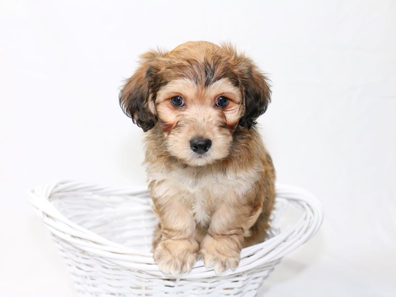 Yorkichon-DOG-Male-Sable-2454586-My Next Puppy