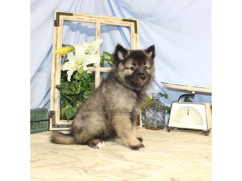 Keeshond-DOG-Female-Silver / Black-2458531-My Next Puppy