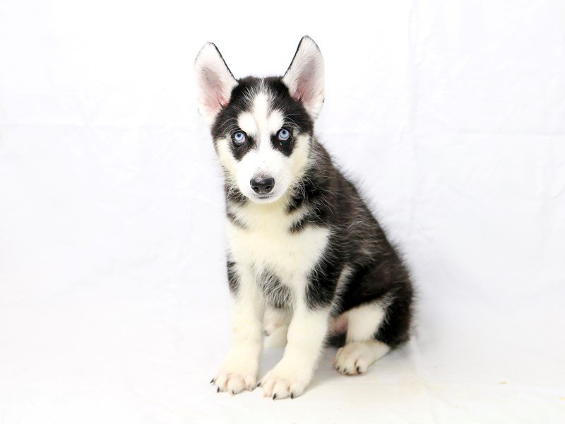 Siberian Husky-DOG-Male-Black / White-2465391-My Next Puppy