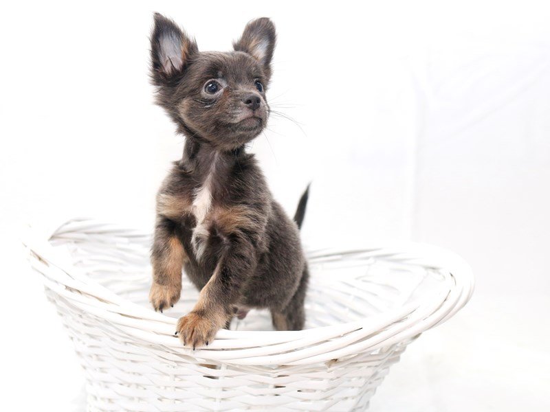 Chihuahua-DOG-Male-Blue Fawn-2427793-My Next Puppy