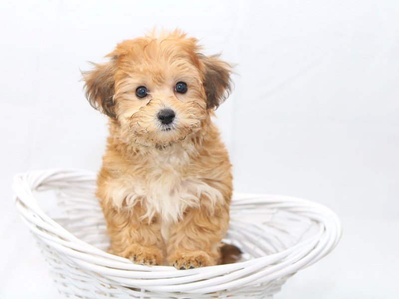 Yorkichon-DOG-Female-Gold-2427894-My Next Puppy