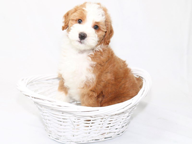 2nd Generation Mini Bernedoodle-DOG-Male-Red & White-2447744-My Next Puppy
