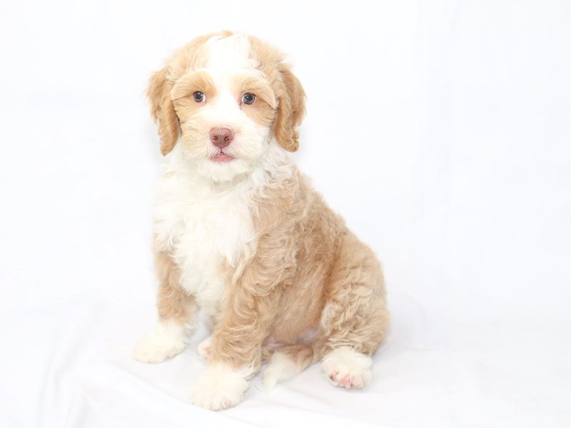 2nd Generation Mini Bernedoodle-DOG-Male-Apct fn, white-2447749-My Next Puppy