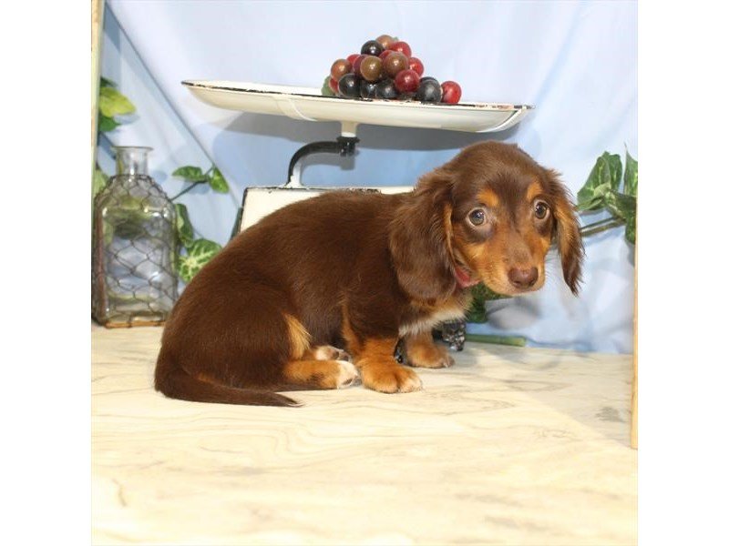 Dachshund-DOG-Female-Chocolate / Tan-2458530-My Next Puppy