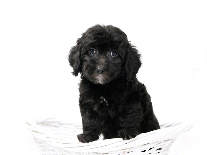 Goldendoodle Mini-DOG-Female-Black-2465394-My Next Puppy
