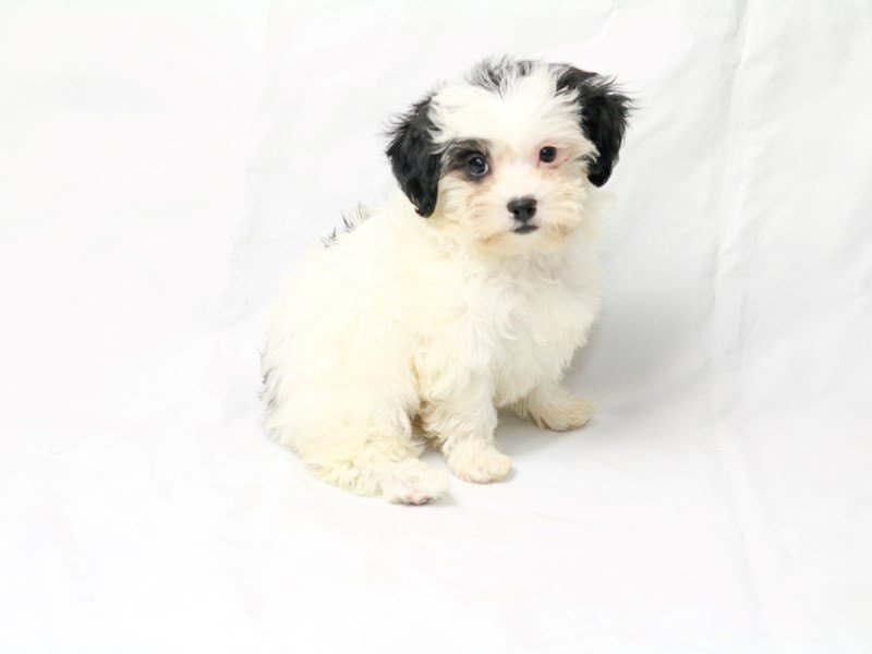 Teddy Bear-DOG-Female-White / Black-2470141-My Next Puppy