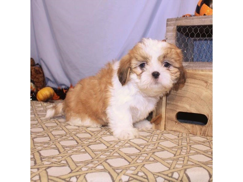 Shih Tzu-DOG-Female-Gold / White-2496541-My Next Puppy