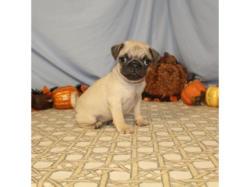 Pug-DOG-Female-Fawn-2496543-My Next Puppy