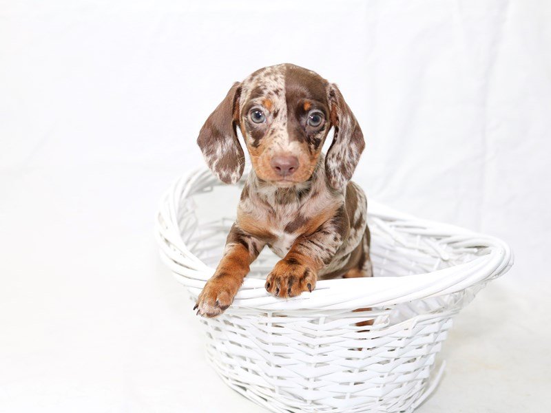Miniature Dachshund-DOG-Male-Chocolate / Tan-2496540-My Next Puppy