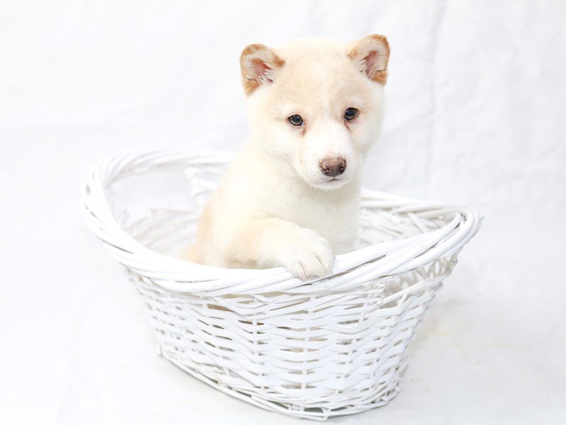 Shiba Inu-DOG-Male-Cream-2500035-My Next Puppy