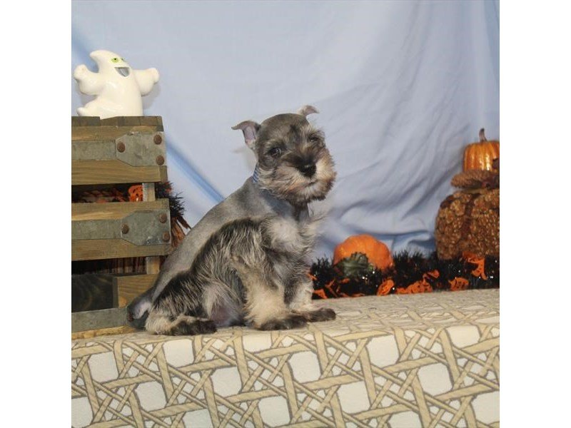 Miniature Schnauzer-DOG-Male-Salt / Pepper-2505461-My Next Puppy