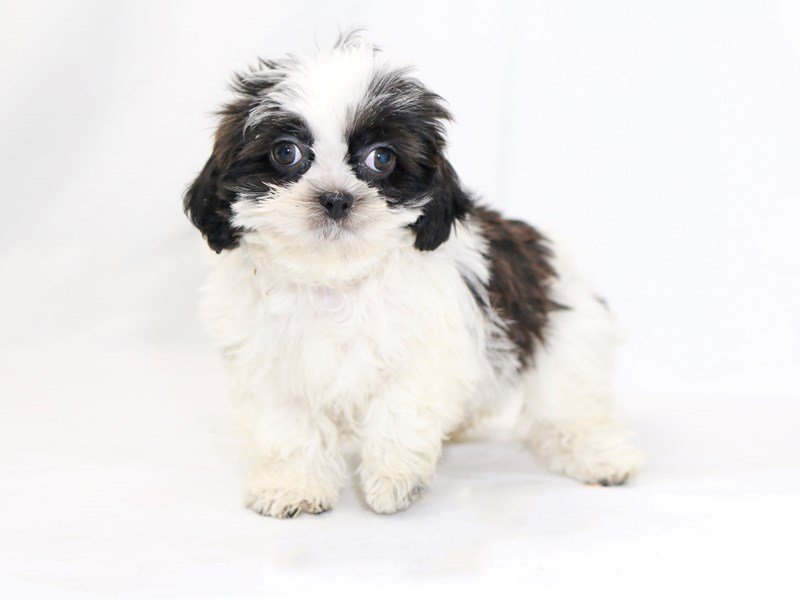 Shih Tzu-DOG-Female-White / Brindle-2423302-My Next Puppy