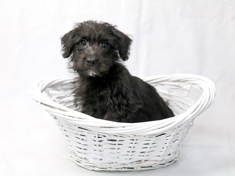 Scottie-Poo-DOG-Male-Black / Tan-2470181-My Next Puppy