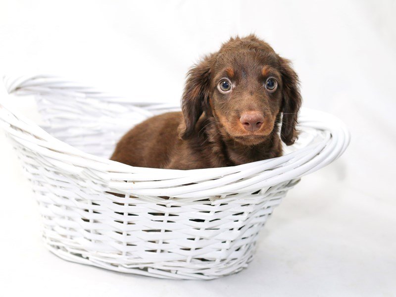 Miniature Dachshund-DOG-Male-Chocolate / Tan-2477256-My Next Puppy