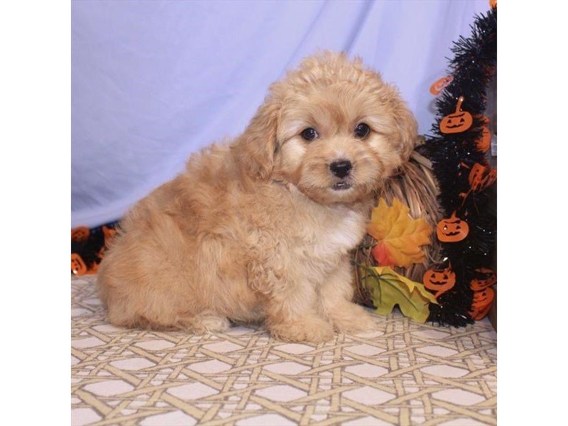 Miniature Pekapoo-DOG-Male-Apricot-2496548-My Next Puppy