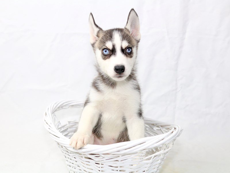 Siberian Husky-DOG-Male-black and white-2500044-My Next Puppy