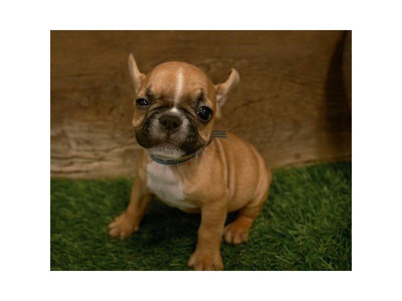 French Bulldog-DOG-Male-Fawn-2505469-My Next Puppy