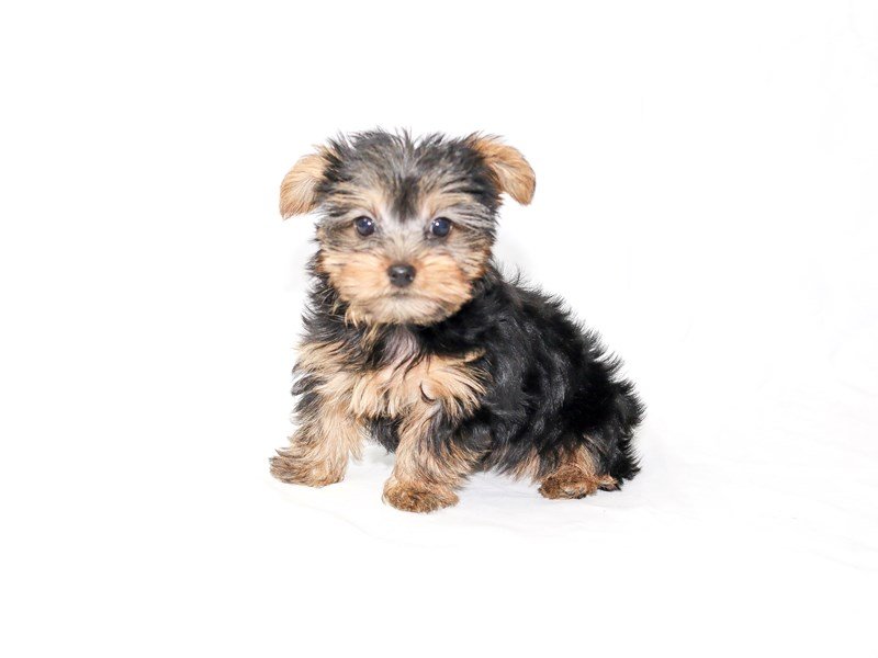 Yorkshire Terrier-DOG-Male-Black / Tan-2505459-My Next Puppy