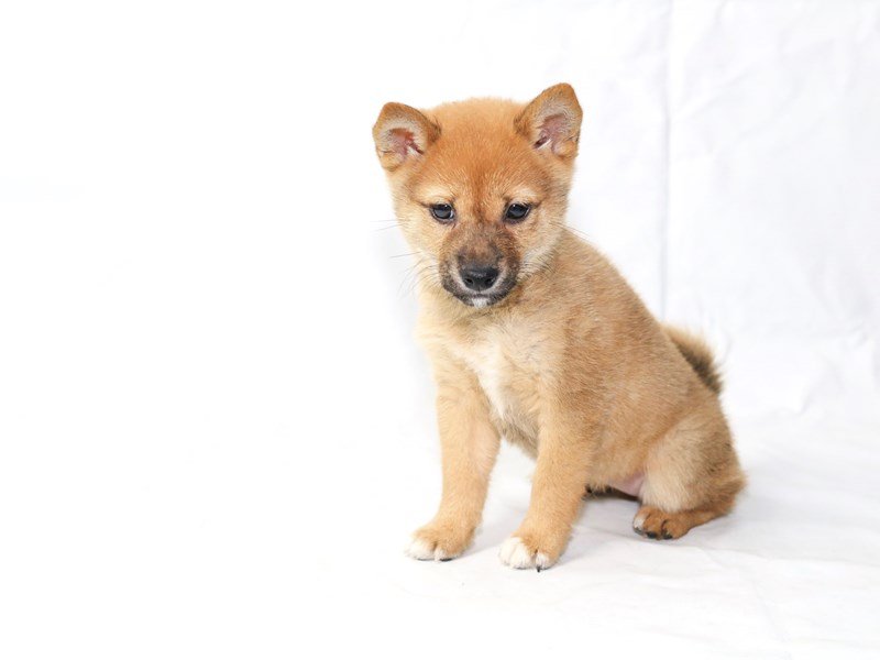 Shiba Inu-DOG-Female-Red-2506426-My Next Puppy