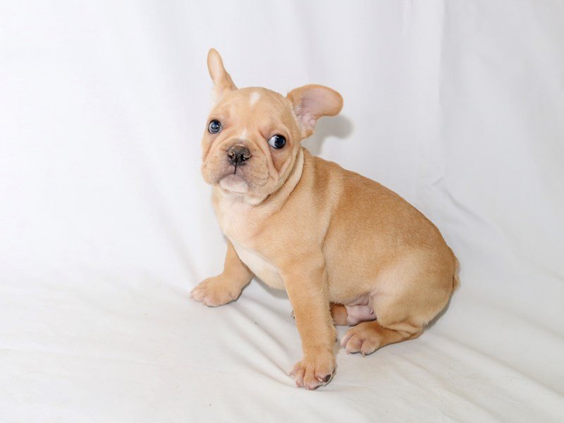 French Bulldog-DOG-Male-Fawn-2510604-My Next Puppy
