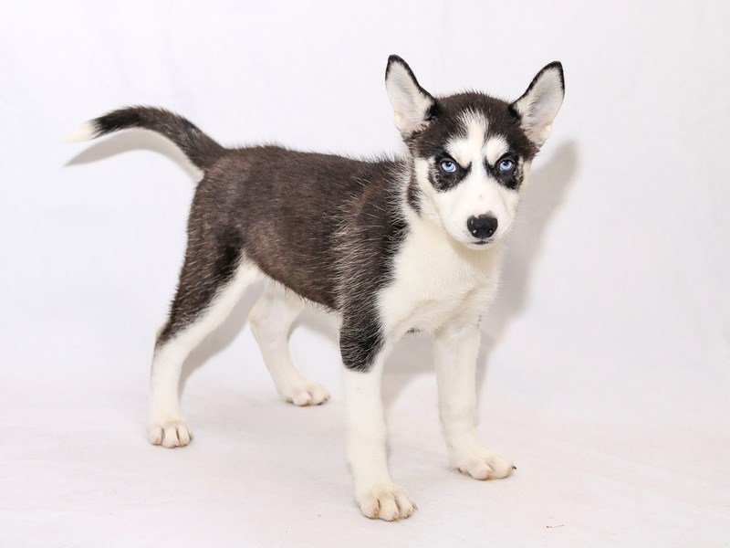 Siberian Husky-DOG-Female-Black / White-2510607-My Next Puppy