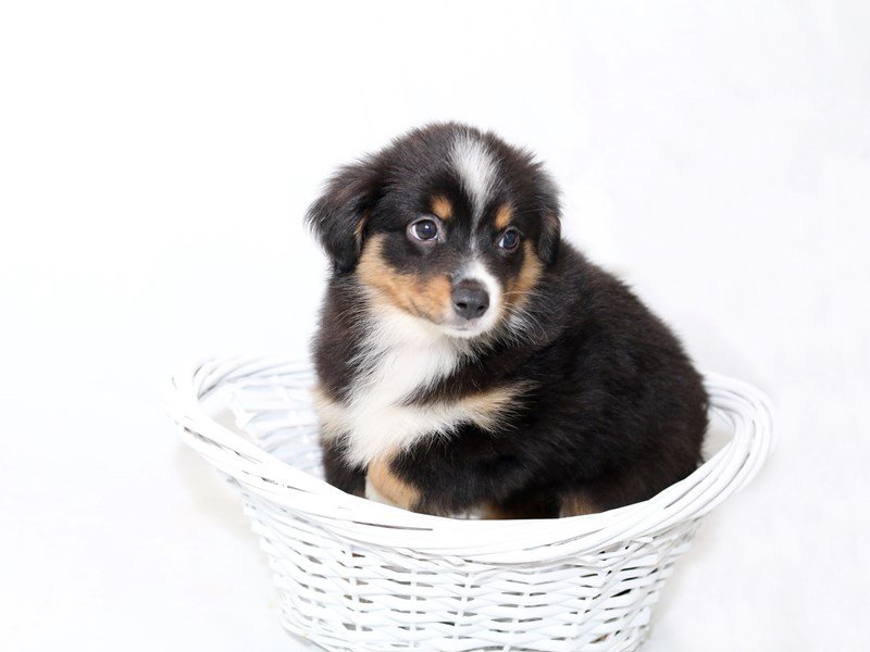 Miniature Australian Shepherd-DOG-Female-Black-2510611-My Next Puppy