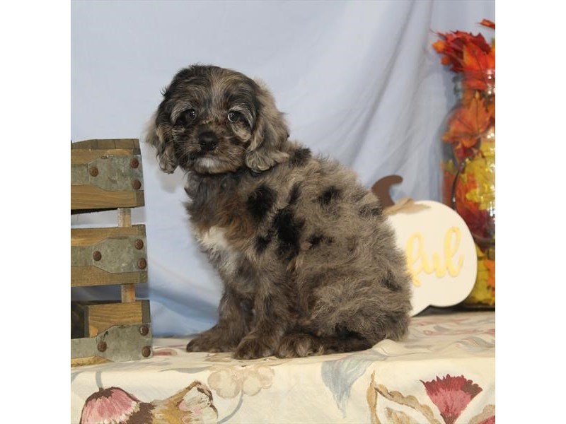 Miniature Cockapoo-DOG-Male-Blue Roan-2519828-My Next Puppy