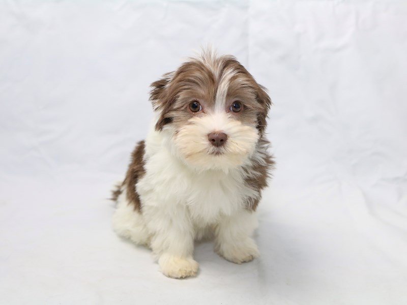 Havanese-DOG-Female-Chocolate Parti-2520898-My Next Puppy