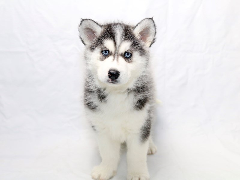 Siberian Husky-DOG-Male-Black/White-2520903-My Next Puppy