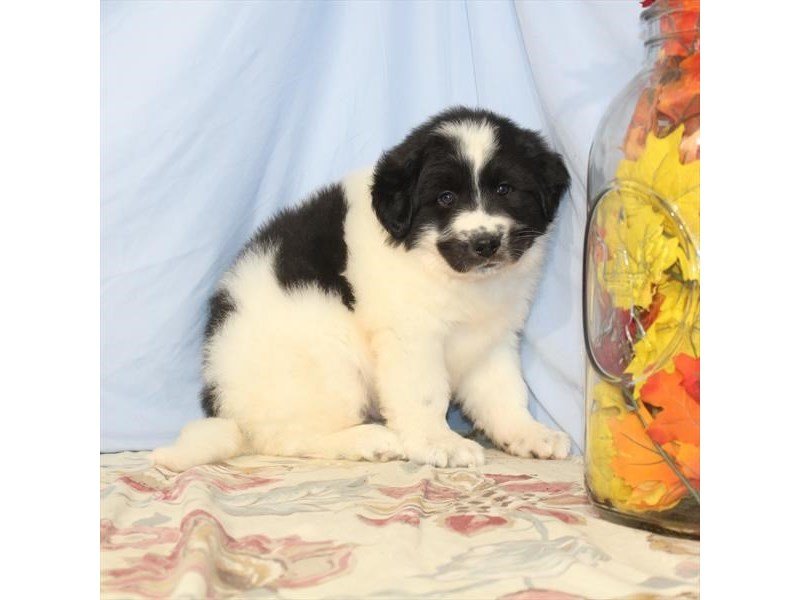 Great Pyrenees-DOG-Male-White / Black-2526437-My Next Puppy