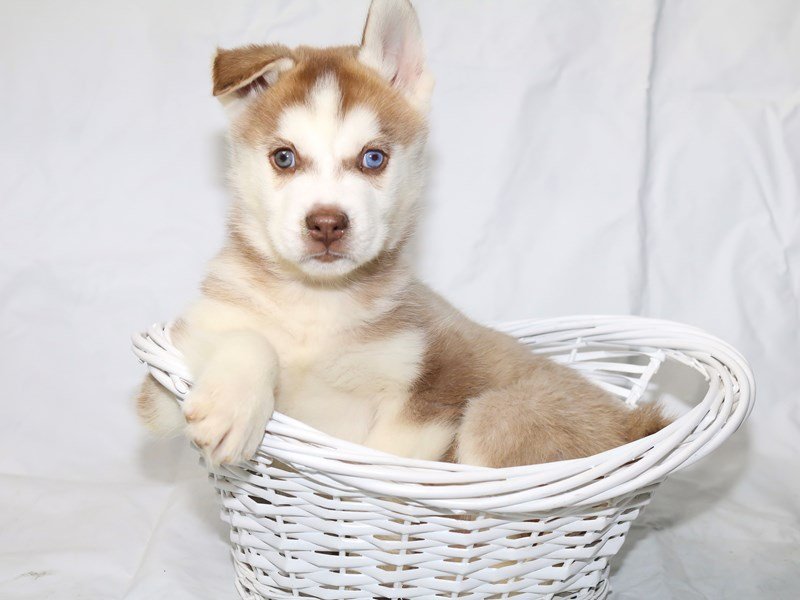Siberian Husky-DOG-Male-Red / White-2526439-My Next Puppy