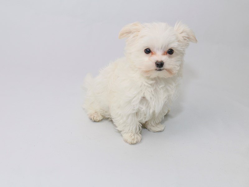 Maltese-DOG-Male-White-2533198-My Next Puppy