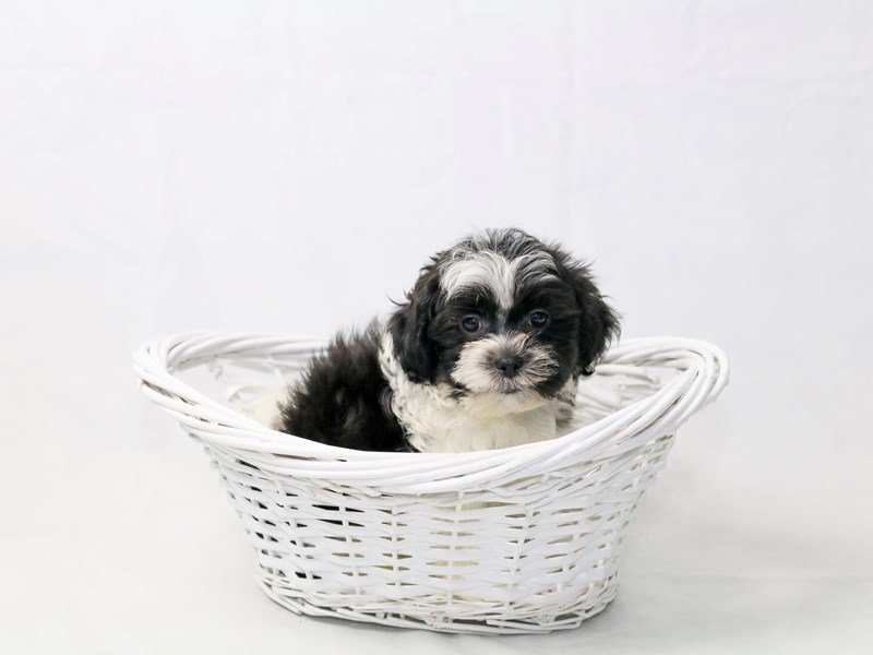 Teddy Bear-DOG-Male-White / Black-2470142-My Next Puppy