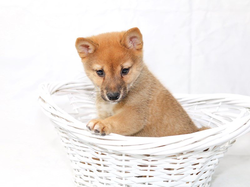 Shiba Inu-DOG-Male-Red-2506412-My Next Puppy