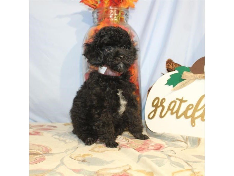 Poodle-DOG-Male-Black-2526442-My Next Puppy