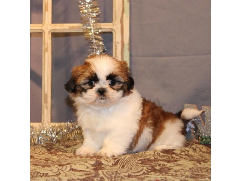 Shih Tzu-DOG-Male-White / Gold-2533158-My Next Puppy