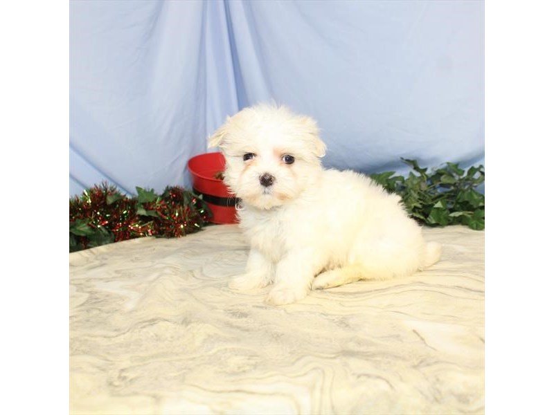 Maltese-DOG-Female-White / Cream-2533160-My Next Puppy