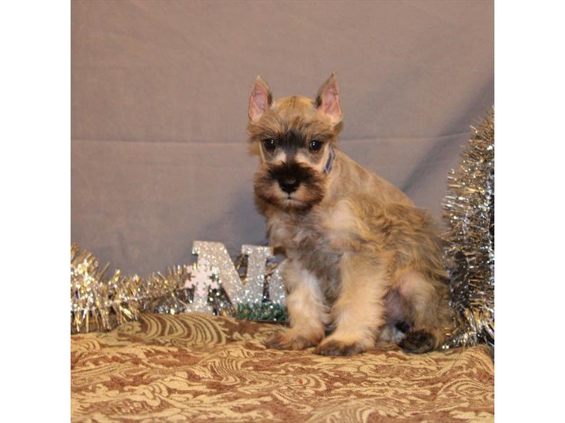 Miniature Schnauzer-DOG-Female-Salt / Pepper-2533162-My Next Puppy