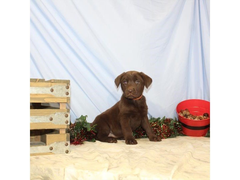 Labrador Retriever-DOG-Female-Chocolate-2533210-My Next Puppy