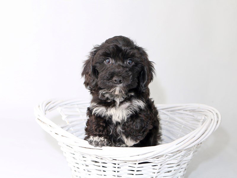 Havachon-Male-Black/White-2533861-My Next Puppy