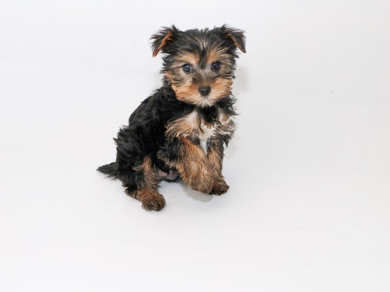 Yorkshire Terrier-DOG-Male-Black / Tan-2533154-My Next Puppy